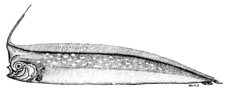 Lophotus lacepede_0001.jpg